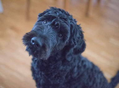 Hoe verzorg je de vacht van een waterhond?